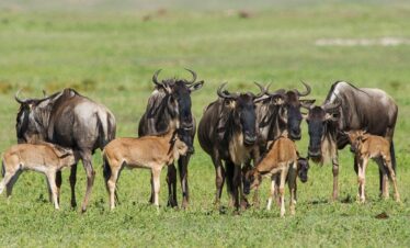 4-Day Wildebeests Migration Calving Period