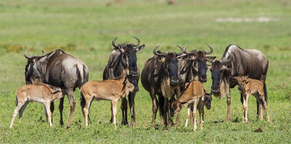 4-Day Wildebeests Migration Calving Period