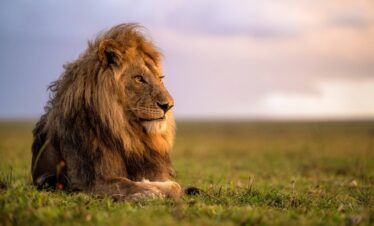serengeti lion